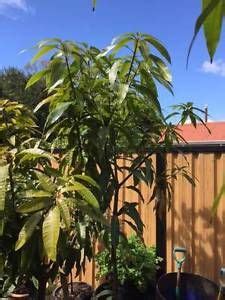 gumtree perth region free.